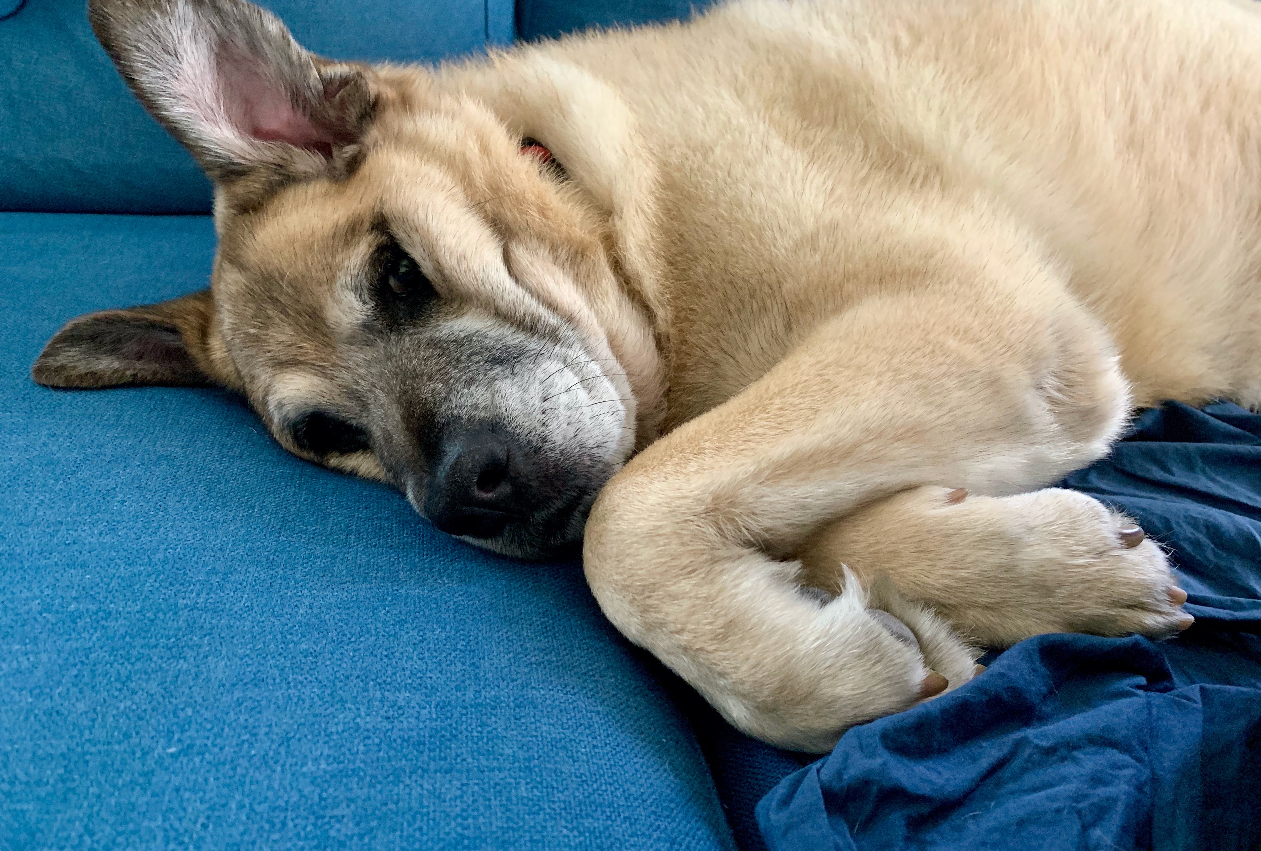 Meet Alcon Lighting’s Mascot