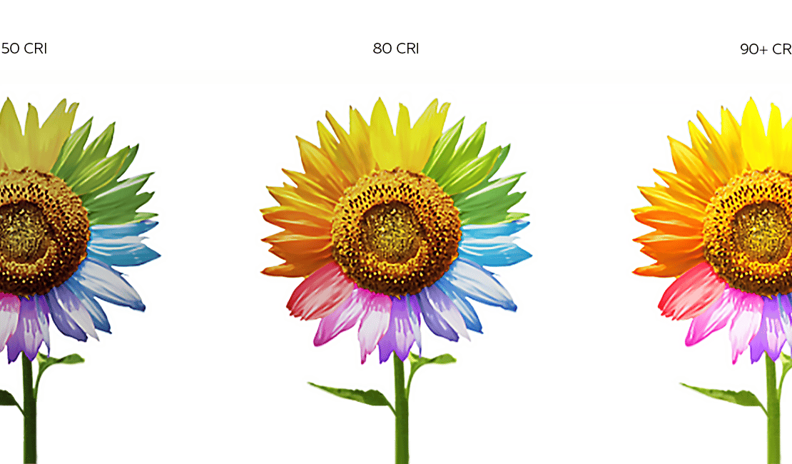 A color wheel flower at different levels of CRI