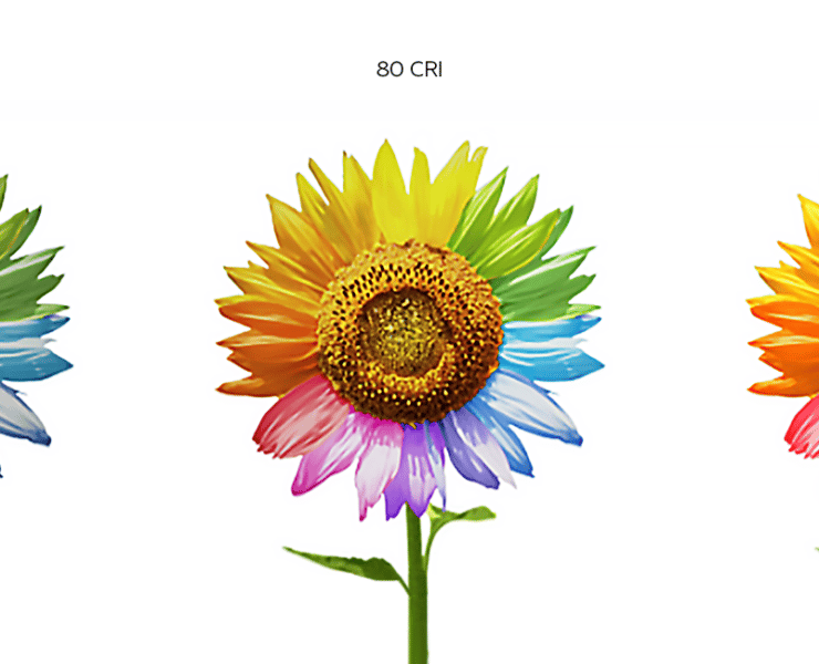 A color wheel flower at different levels of CRI