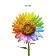 A color wheel flower at different levels of CRI